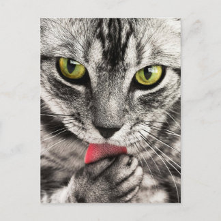 Tabby Cat Feline Green Eyes Close Up Licking Paw Postcard