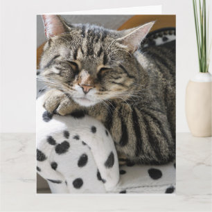 TABBY CAT FUNNY CUTE BIRTHDAY CARD