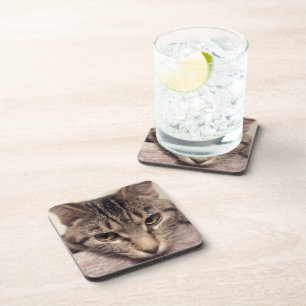 Tabby Cat-Instagram by Shirley Taylor Coaster
