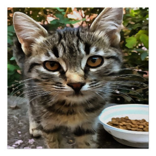 Tabby Cat Kitten Making Eye Contact Poster