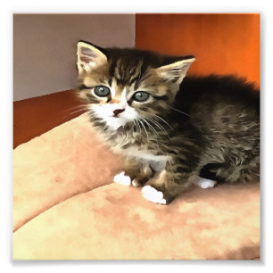 Tabby Cat Kitten Pet Portrait Photo Print