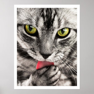 Tabby Cat Licking Paw Poster