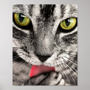 Tabby Cat Licking Paw Poster