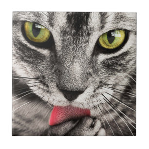 Tabby Cat Licking Paw Tile