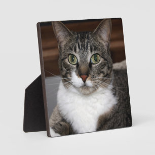Tabby Cat Looking at You Animal Photography Plaque
