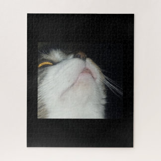 Tabby cat looking up close up black background jigsaw puzzle