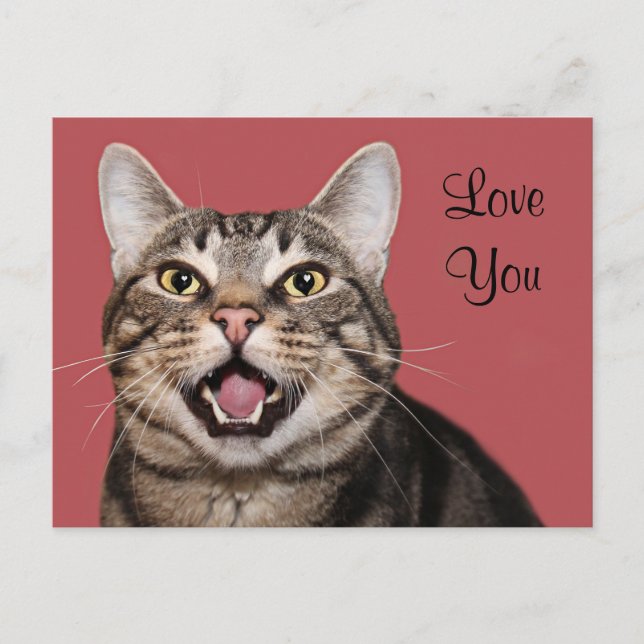 Tabby cat love postcard (Front)