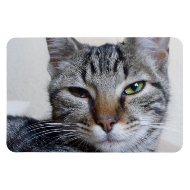 Tabby Cat Magnet (Horizontal)
