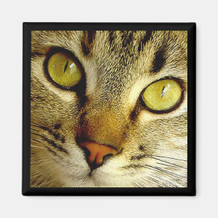 Tabby Cat - Magnet