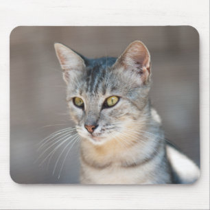 Tabby cat mouse pad