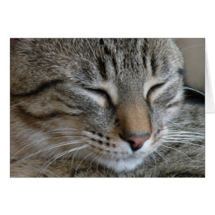 Tabby Cat Note card