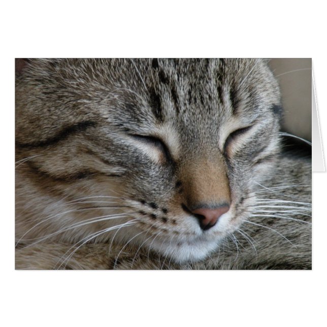 Tabby Cat Note card (Front Horizontal)