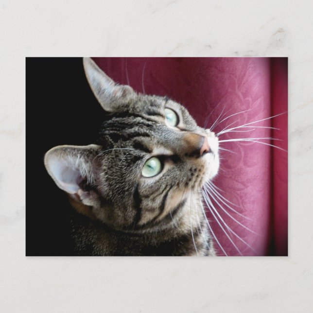 Tabby cat  Note card (Front)