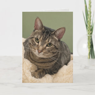 tabby cat on white birthday, cat birthday cards