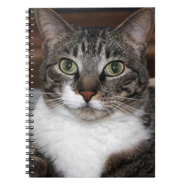 Tabby Cat Pet Animal Photography Notebook (Front)