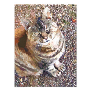 TABBY CAT PHOTO PRINT
