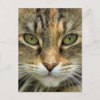 Tabby Cat Portrait Postcard