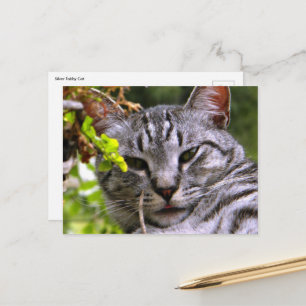 Tabby Cat Postcard