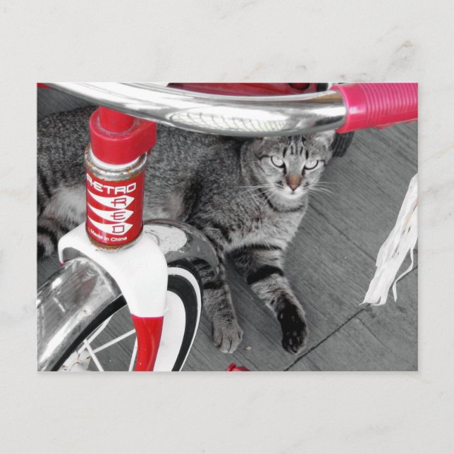 Tabby Cat Postcard (Front)