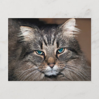 Tabby Cat Postcard