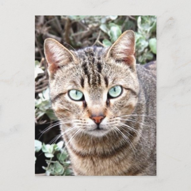 Tabby Cat Postcard (Front)