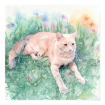 Tabby Cat