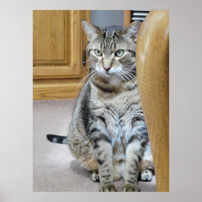 Tabby Cat Poster (Front)