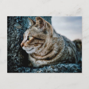 Tabby Cat Profile Portrait on Rough Stone Postcard