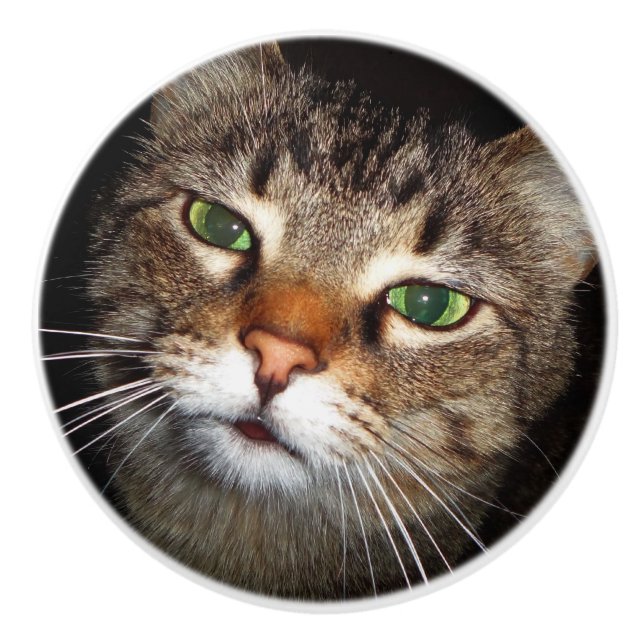 Tabby Cat Pull (Front)