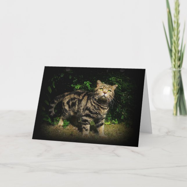 Tabby cat quote card (Front)
