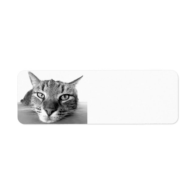 Tabby cat, return address labels (Front)