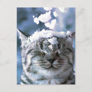 Tabby Cat Snow Splash Postcard