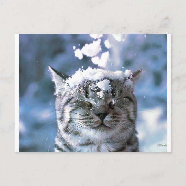 Tabby Cat  Snow Splash Postcard (Front)