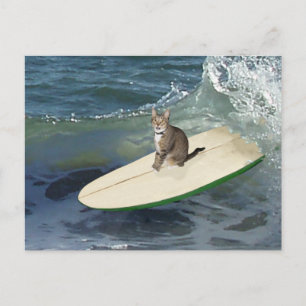 Tabby Cat Surf's Up! Postcard