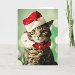 Tabby cat wearing a Christmas hat and collar Holiday Card