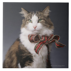 Tabby cat wearing plaid bow tile