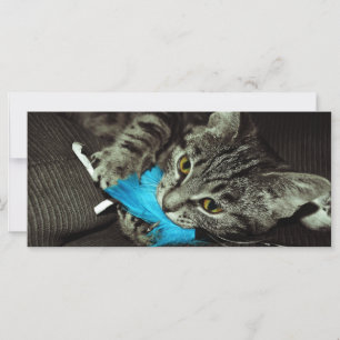 Tabby Cat with Feather by Shirley Taylor