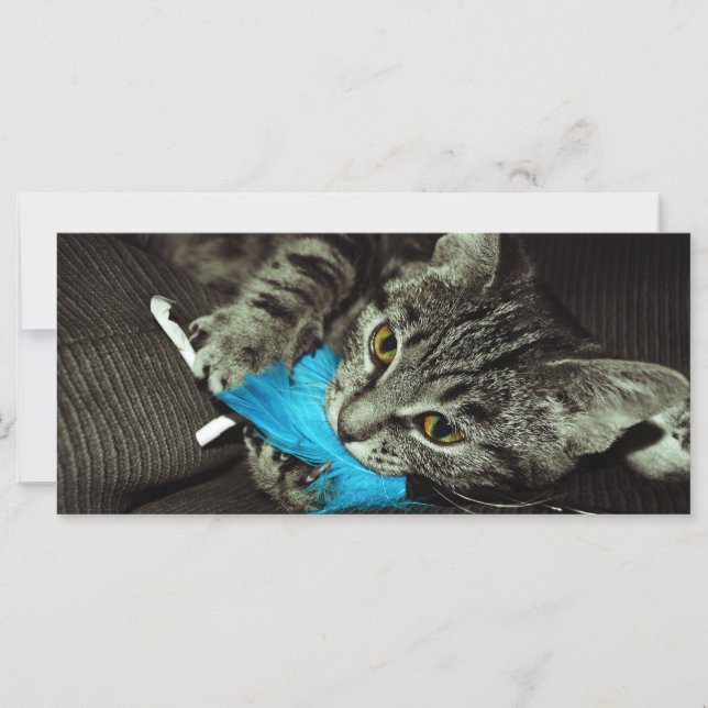 Tabby Cat with Feather by Shirley Taylor (Front)