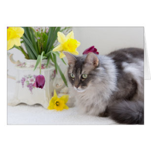 Tabby cat with springtime flowers