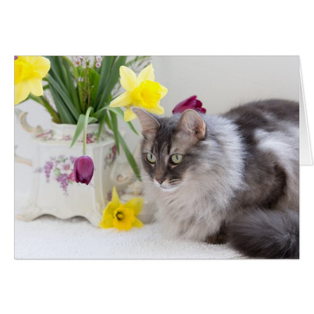 Tabby cat with springtime flowers (Front Horizontal)