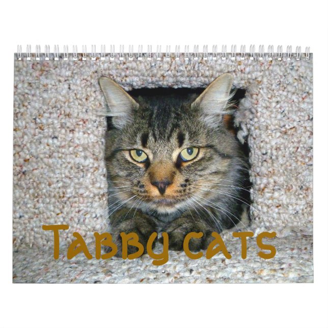 Tabby cats calendar (Cover)
