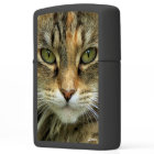 Tabby Chat aux yeux verts Photo