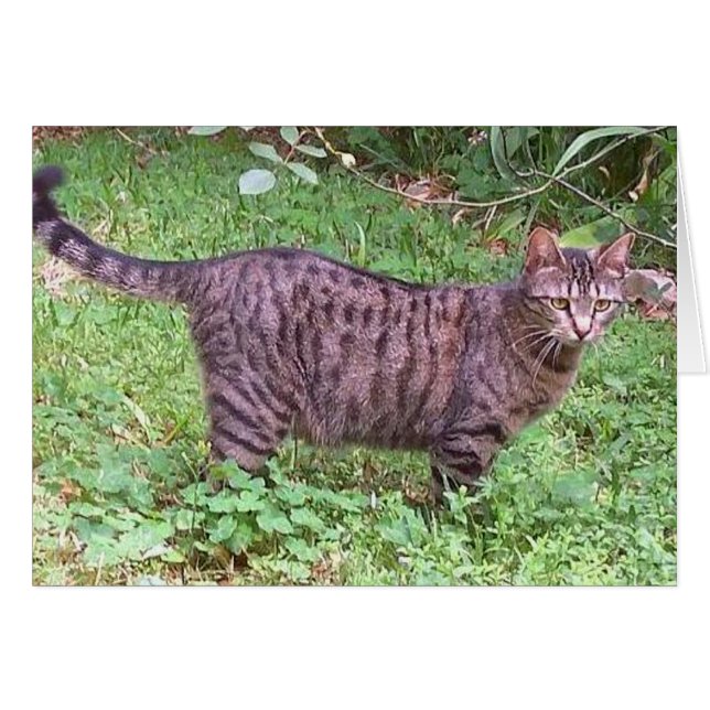 Tabby Chat Brown à l'extérieur (Devant horizontal)