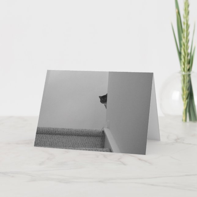 Tabby Chat - Regarder, carte (Devant)