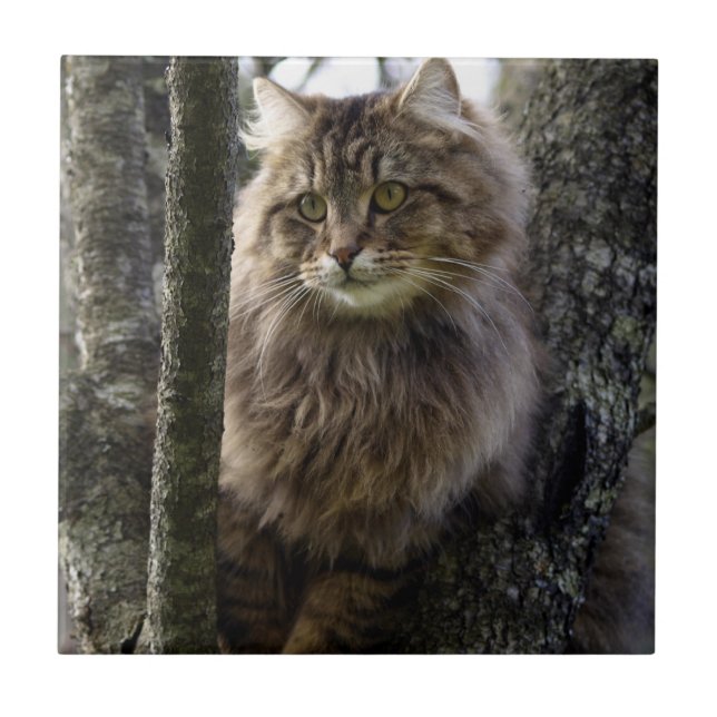 Tabby Cheveux Chat Animal Pet Carreaux (Devant)
