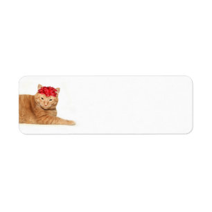 Tabby Christmas