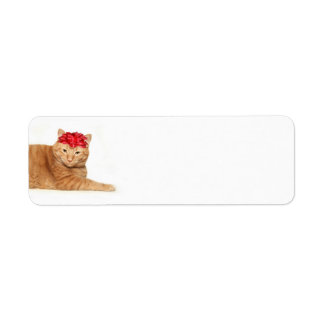 Tabby Christmas