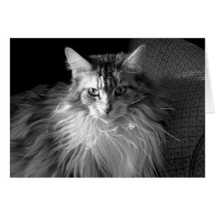Tabby écorcé d'argent avec chat blanc Maine Coon