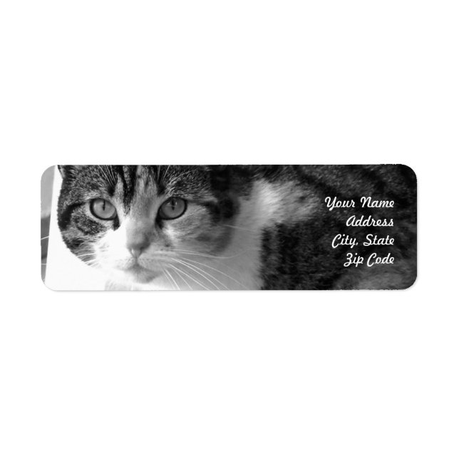 Tabby étiquettes de adresse (Devant)