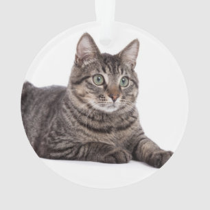 Tabby Gris